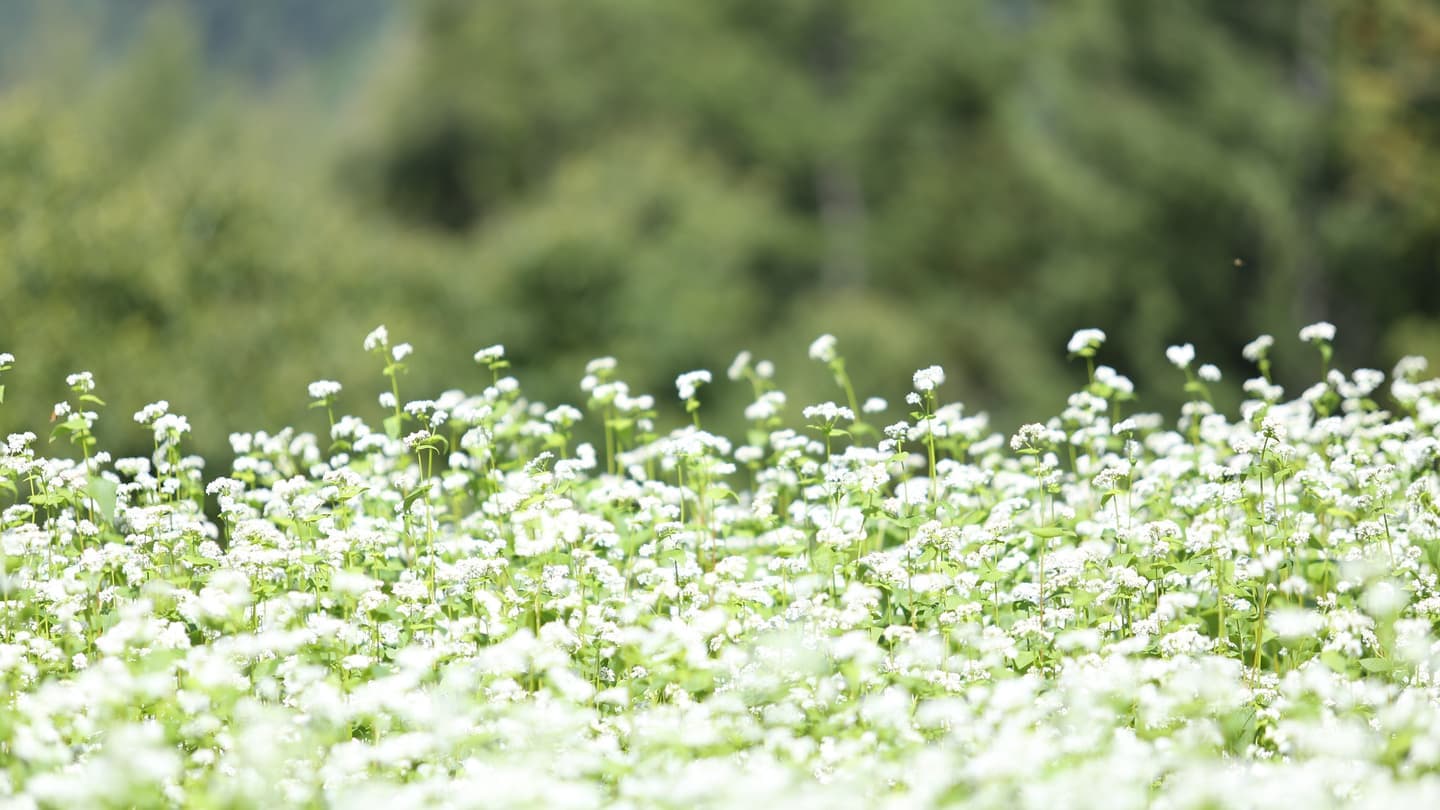 そば畑に咲く蕎麦の花