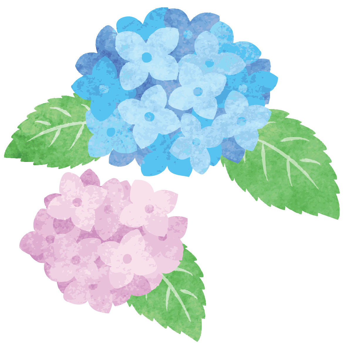 紫陽花イラスト