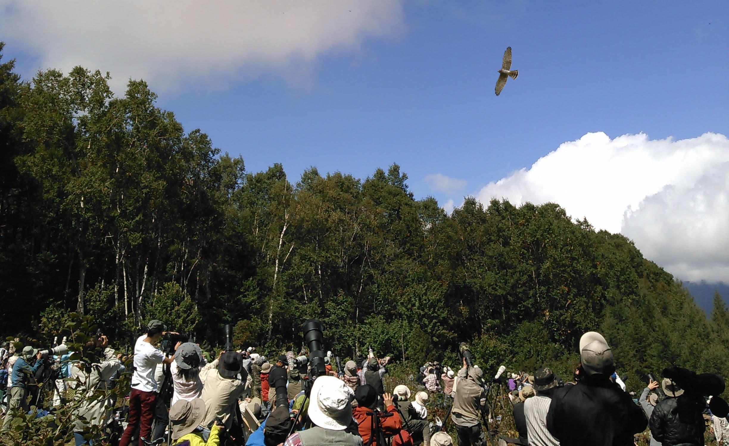 タカやワシなどが渡来する、たかみの広場