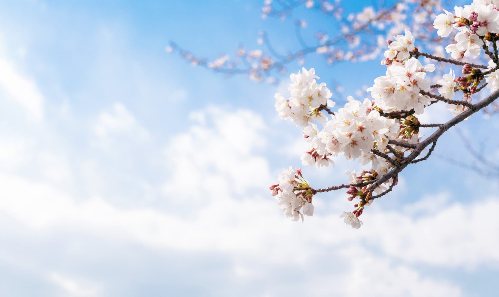 桜の開花季節